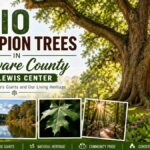 ohio champion trees delaware county usd lewis center