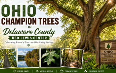 ohio champion trees delaware county usd lewis center